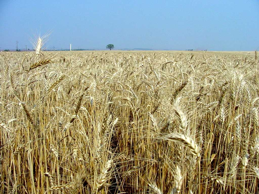 Nova Mutum recebe primeira visita técnica do trigo irrigado