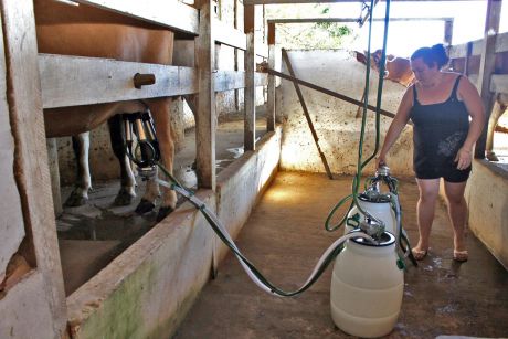 Empaer transfere tecnologia sustentável de manejo de gado leiteiro.