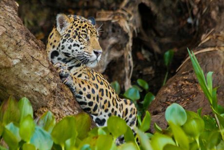 NatGeo apresenta último episódio da série sobre o Pantanal neste sábado