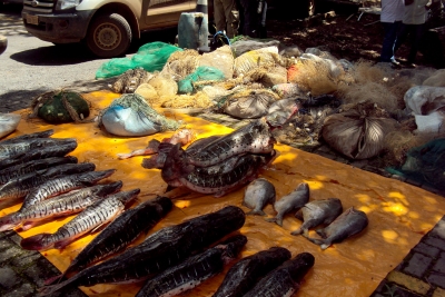 Sema incinera redes e tarrafas utilizadas na pesca depredatória