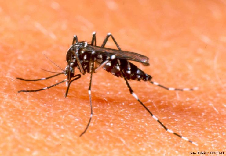 Saúde lança campanha de prevenção da dengue e chikungunya