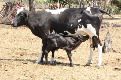 Agricultor familiar aprende na prática gestão por produção na bovinocultura leiteira